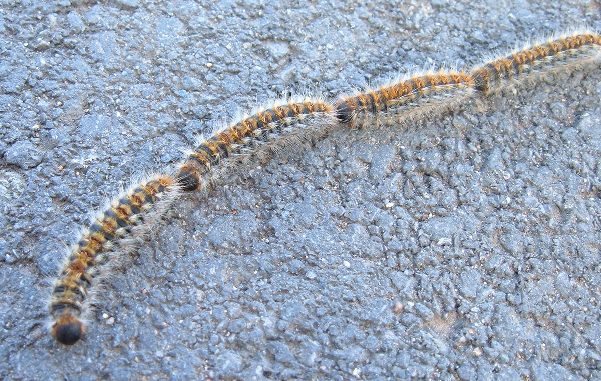 Gruppi di larve (o bruchi) di Thaumetopoea pityocampa in movimento nella classica fila indiana. Sono ben evidenti i peli irritanti.jpg